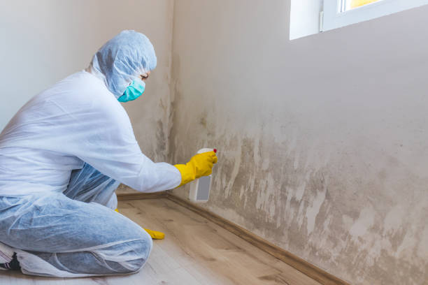 Licensed Commercial Mold Remediation service in Hampton, IL - WQB Mold Removal